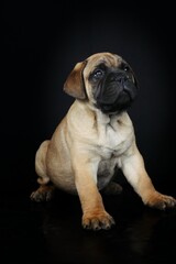 Puppy bullmastiff isolated on black 