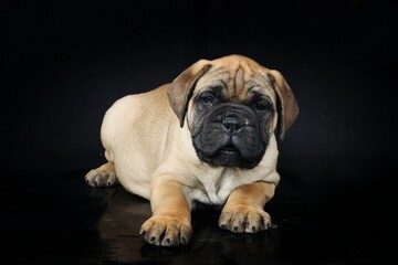 Obraz premium Puppy bullmastiff isolated on black 