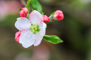 Fototapeta na wymiar spring flowering fruit trees - Image