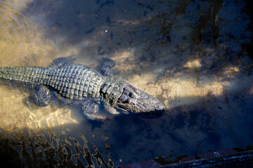Alligator in the Florida water 