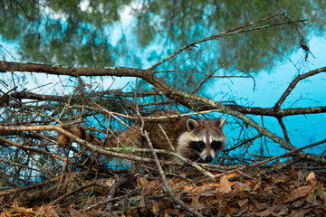Raccoon hiding in the branches of the swamp