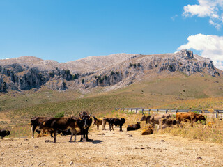cows and bulls graze in the mountains