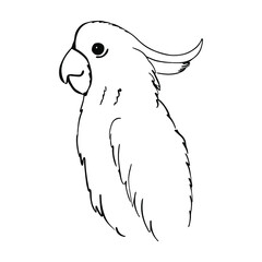 Single outline bird cockatoo isolated on white. Vector illustration.