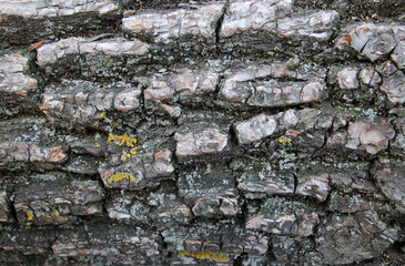Close up of embossed texture of the old tree bark of oak