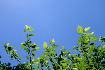 green leaves against blue sky