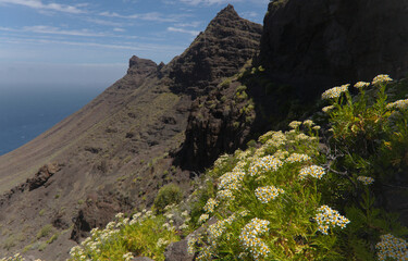 Flora of Gran Canaria -  Tanacetum ferulaceum, fennel-leaved tansy endemic to the island flowering on the western slopes