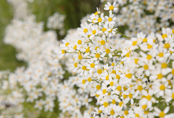 Flora of Gran Canaria -  Tanacetum ferulaceum, fennel-leaved tansy endemic to the island, natural macro floral background
