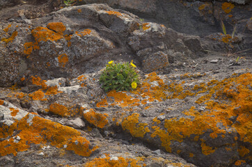 Bright yellow orange Caloplaca marina aka Orange Sea Lichen on rock, recent rains revived the vegetative body, natural macro background
