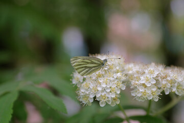 Butterfly on spring white elderberry flowers in green bushes