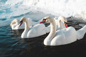 Beautiful family of swans in a small frozen pond in the park