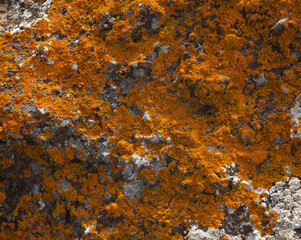 Bright yellow orange Caloplaca marina aka Orange Sea Lichen on rock, recent rains revived the vegetative body, natural macro background
