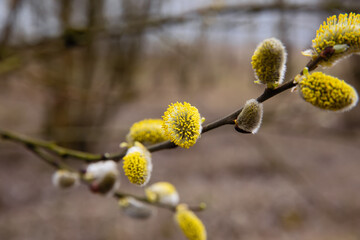 Willow blossoms in the forest in spring. Easter is the holiday of Palm Sunday. Beautiful willow flowers