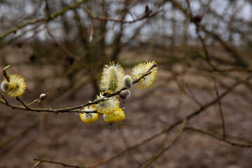 Willow blossoms in the forest in spring. Easter is the holiday of Palm Sunday. Beautiful willow flowers