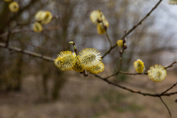 Willow blossoms in the forest in spring. Easter is the holiday of Palm Sunday. Beautiful willow flowers