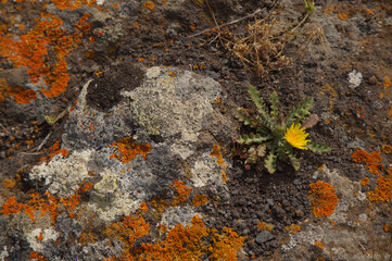 Bright yellow orange Caloplaca marina aka Orange Sea Lichen on rock, recent rains revived the vegetative body, natural macro background
