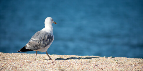 Obraz premium Big white seagull on a pile of garbage