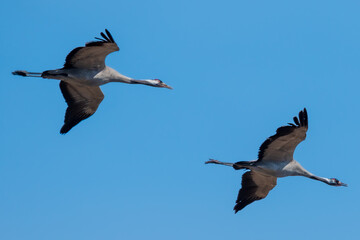 country goose in flight