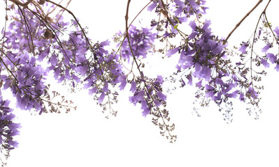 Flowers of blue jacaranda, Jacaranda mimosifolia, isolated on white 
