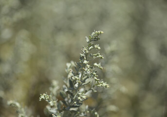 Flora of Gran Canaria - Artemisia thuscula, locally called Incense due to its highly aromatic properties, natural macro floral background
