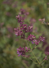 Flora of Gran Canaria - Salvia canariensis, Canary Island sage natural macro floral background
