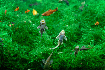 Ancistrus gray carapace in the aquarium.