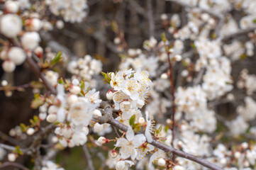 Flowers of the cherry blossoms on a spring day
