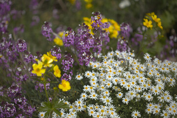 Obraz premium Flora of Gran Canaria - maximum April flowering of Las Cumbres, The Summits of Gran Canaria, mountain slopes covered in flowers of different colors 