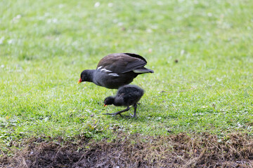 Canal Moorhen taken on grass bank