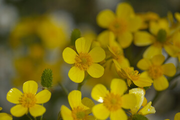 Obraz premium Flora of Gran Canaria - bright yellow flowers of Ranunculus cortusifolius, Canary buttercup natural macro floral background 