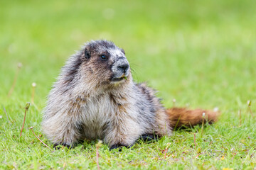 Wild Hoary Marmot relaxing in a perfect pose in grass at Jasper National Park in the Canadian Rockies