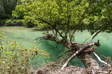 A view of the landscape and a fallane tree on the river at Gole Del Furlo