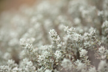 Flora of Gran Canaria - Micromeria varia herb, locally called thyme, endemic to Canaries and Madeira,  natural macro floral background
