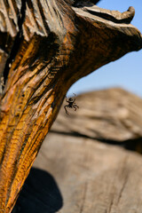 Little spider in a cobweb in a net.