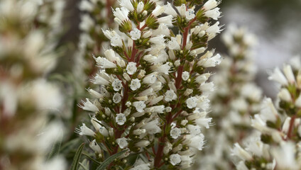 Flora of Gran Canaria -  flowers of Echium onosmifolium, black bugloss, endemic to the island, natural macro floral background
