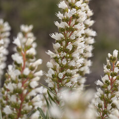 Flora of Gran Canaria -  flowers of Echium onosmifolium, black bugloss, endemic to the island, natural macro floral background
