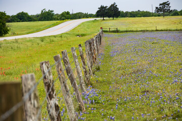 Fototapeta premium Bluebonnets wildflowers in a field behind a wooden fence line along a Texas backroad