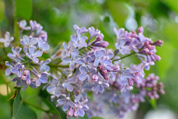 Lush lilac bushes blooming in spring