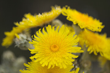 Flora of Gran Canaria -  Sonchus acaulis, sow thistle endemic to central Canary Islands natural macro floral background
