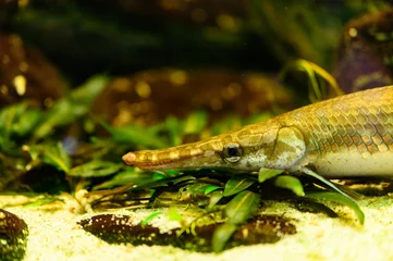 Foto op Aluminium Atractosteus spatula - adult fish underwater. © lapis2380