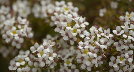 Flora of Gran Canaria -  small crucifers Lobularia canariensis, endemic to Canary Islands natural macro floral background