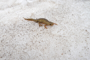 Newt warm in the sunlight at spring, Lissotriton montandoni