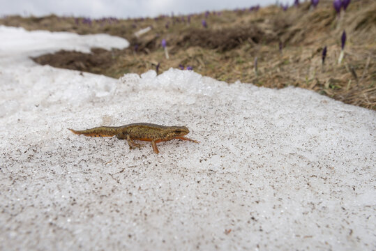 Newt on melted snow surface on spring, Lissotriton montandoni