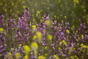 Obraz na płótnie Canvas Flora of Gran Canaria - lilac flowers of crucifer plant Erysimum albescens, endemic to the island natural macro floral background
