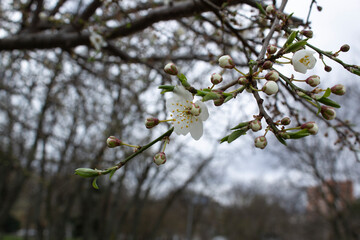 cherry tree branch with first white flowers blossom in spring 