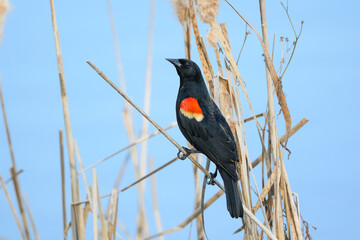 Male Red-winged Blackbird in Early Spring, Closeup Portrait