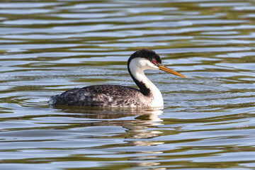 A Western Grebe, swimming in a lake in side profile in late Springtime. Close up view.