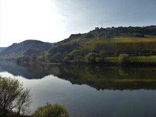Fototapeta premium Herbstliche Weinberge im Morgendunst spiegelnd in der Mosel