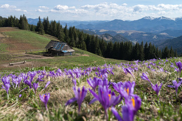 Spring landscape with melted snow mountains and wild flowers