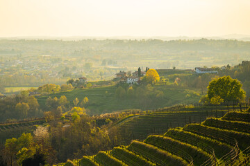 Terraced vineyard hills at sunset in Friuli Venezia Giulia region, Italy