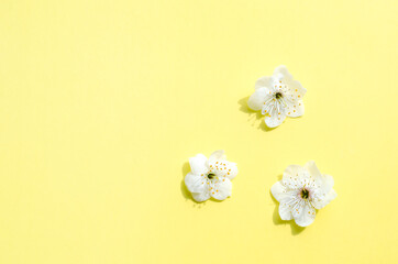 Apricot tree blossom flowers on soft yellow background. Dreamy romantic image, copy space.